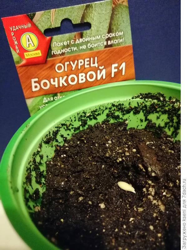 Огурец Бочковой F1 посев