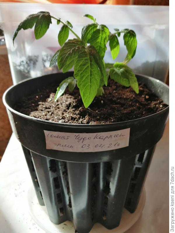 Томат, контейнер 3 литра