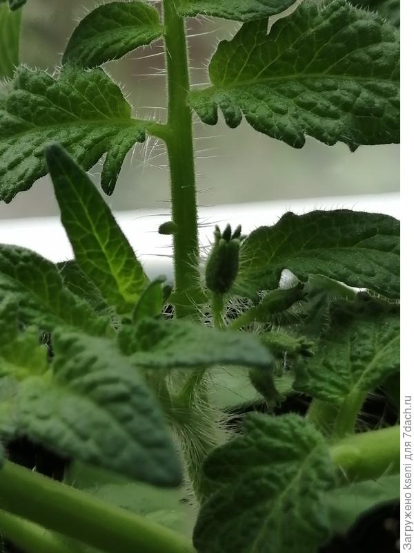 Томат Чудо карлик F1