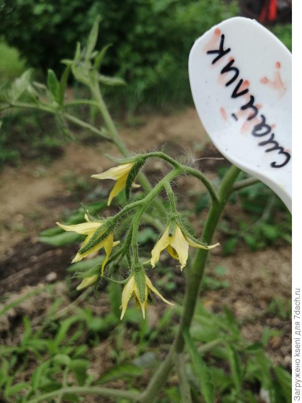 Томат Смайлик, первое цветение