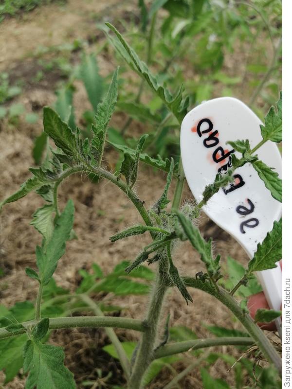 Томат Де Барао царский, первое цветение