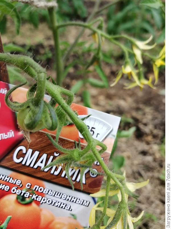 Томат Смайлик. Первые завязи..