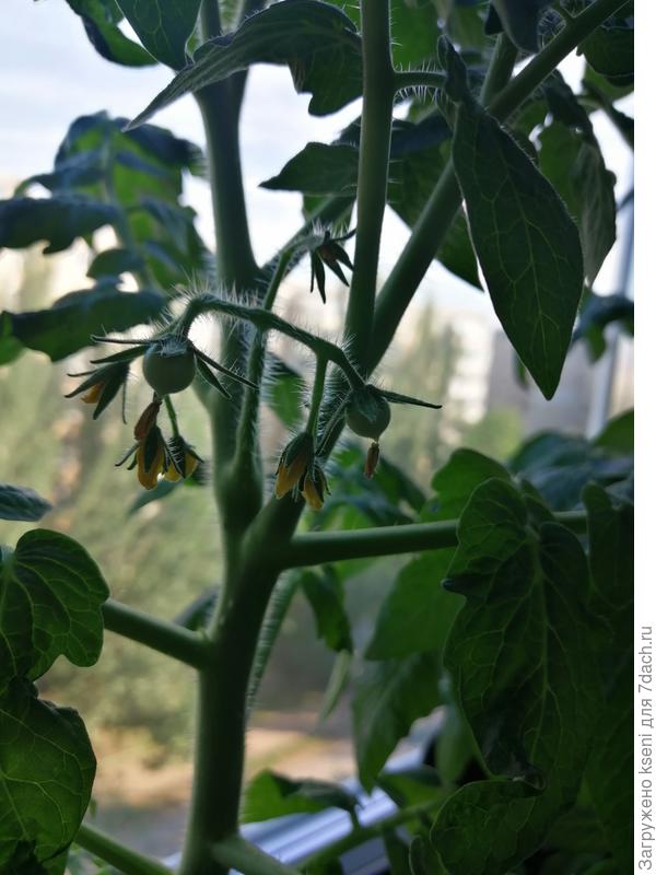 Томат Чудо Карлик F, первые завязи