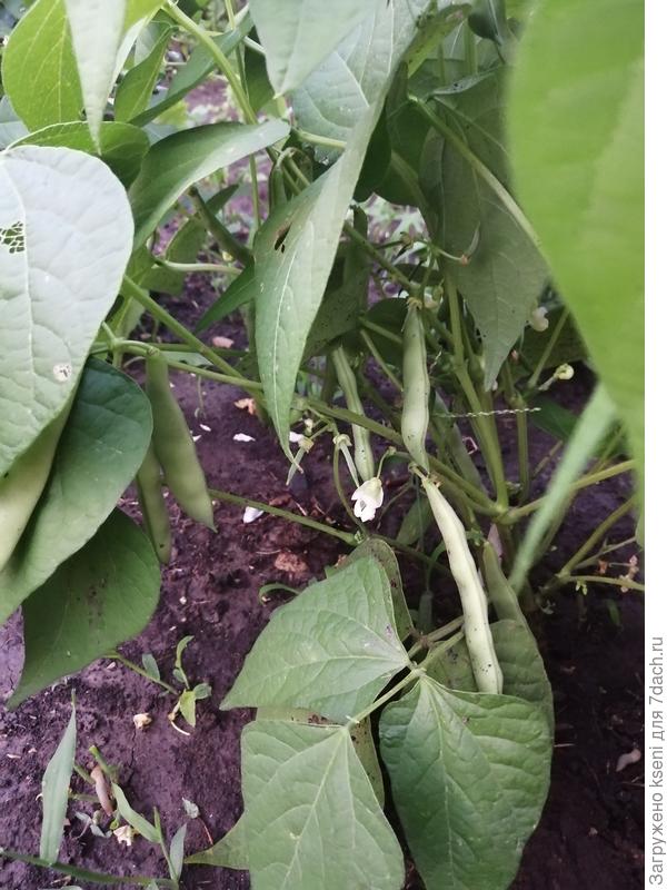 Фасоль. Плодоношение