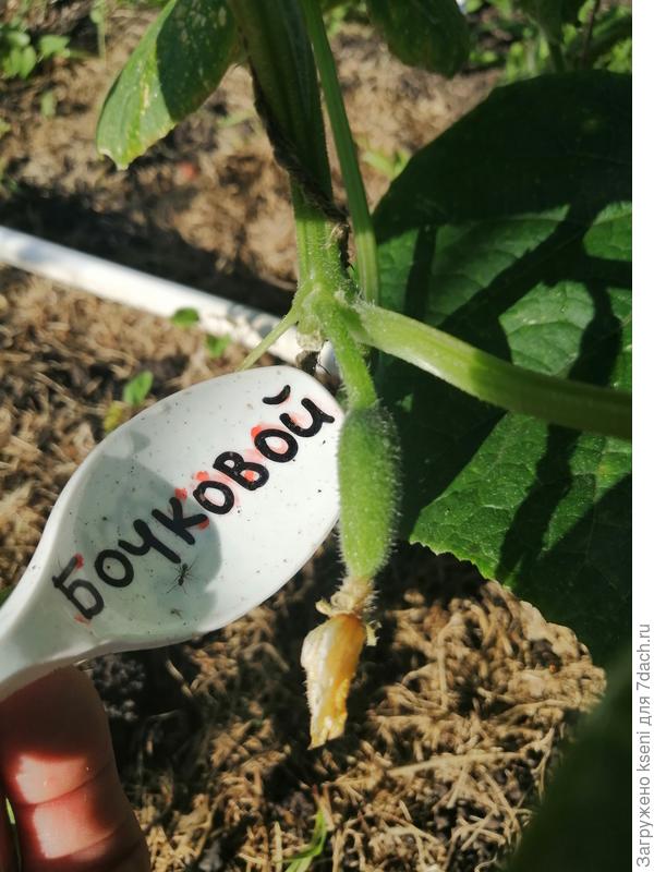 Огурец Бочковой