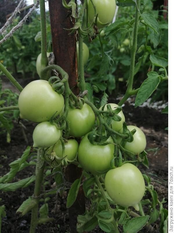 Смайлик. Плодоношение.