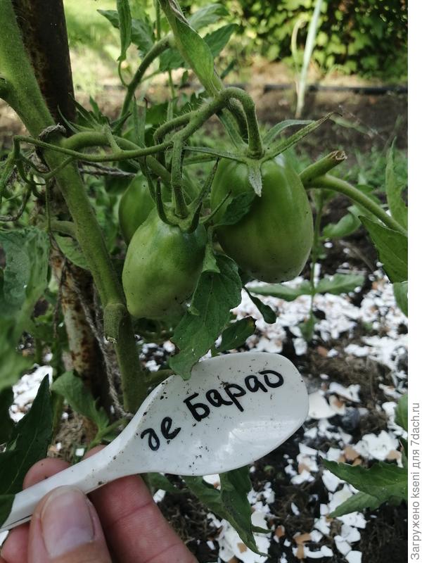 Де Барао Царский