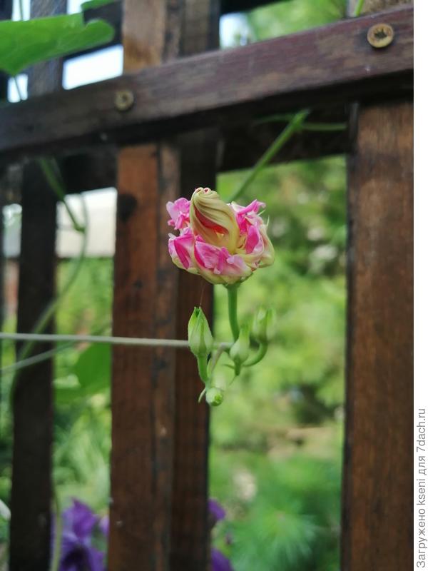 Бутон ипомеи