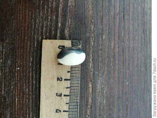 Размеры фасолины