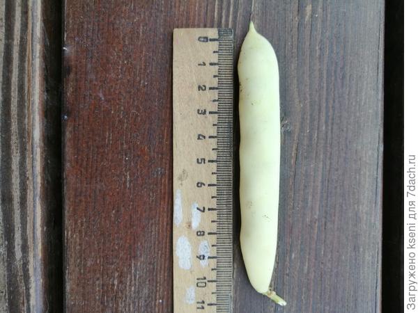 Фасоль, размеры стручка