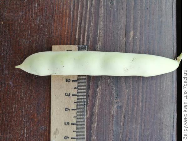 Фасоль, размеры стручка