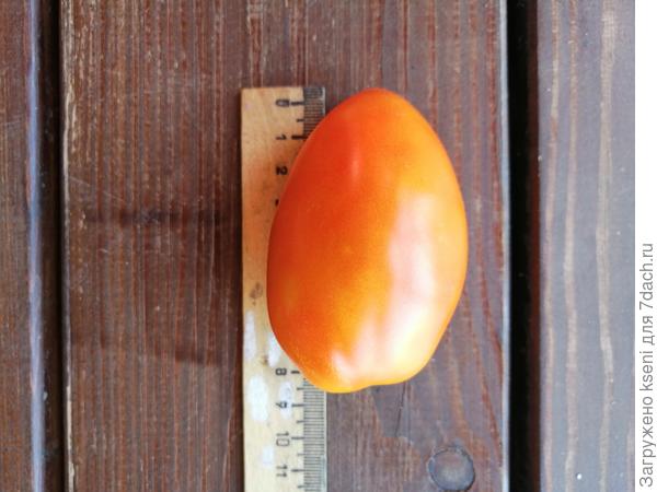 Размер томата