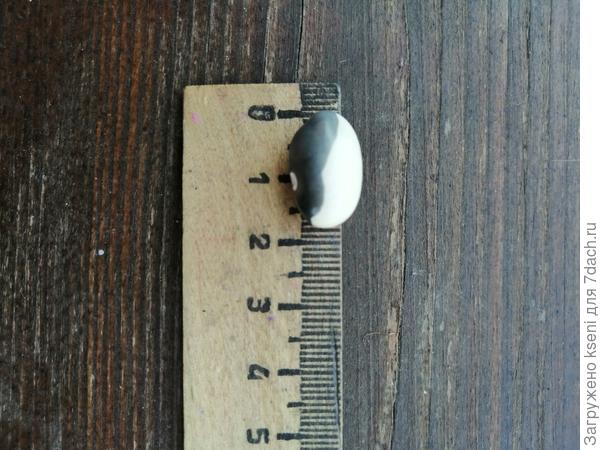 Размеры фасолины