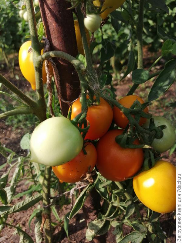 Созревание томатов