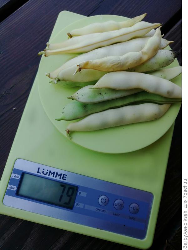 Первый урожай фасоли