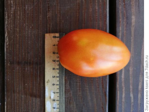 Размер томата