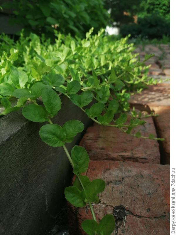 Вербейник монетчатый игриво свисает с грядки, создавая зеленый водопад