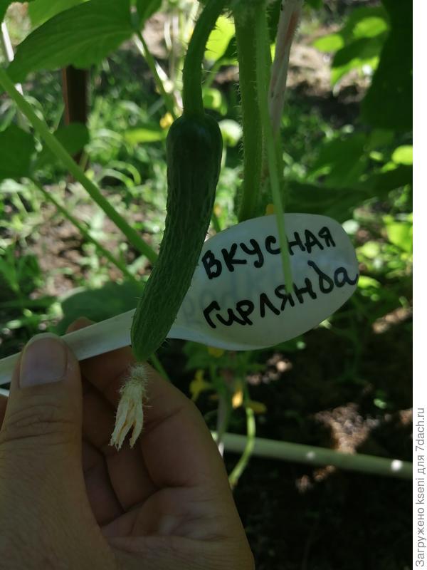 Первая завязь