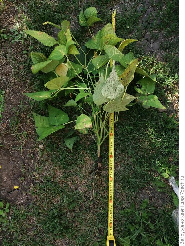 Куст фасоли