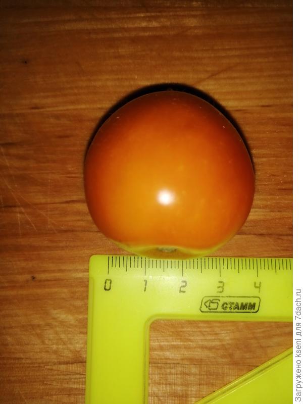 Размер томата