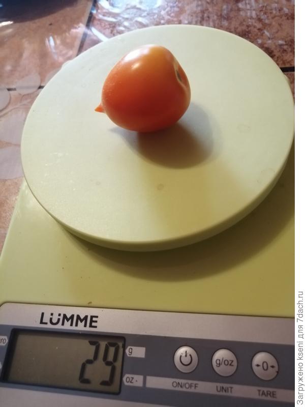 Вес одного томата