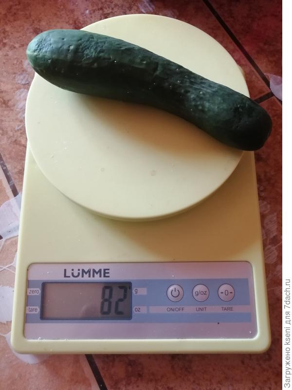Первое взвешивание огурца