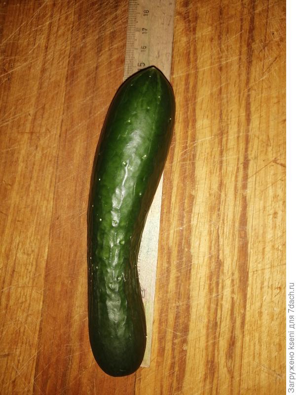 Длина плода