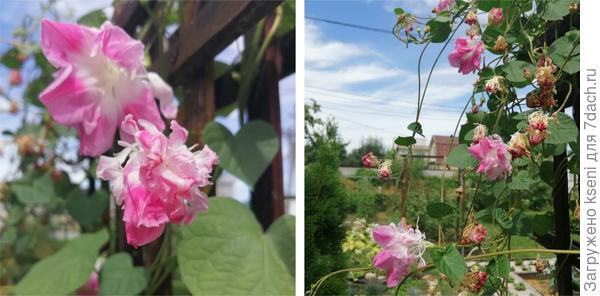 Ипомея развитие