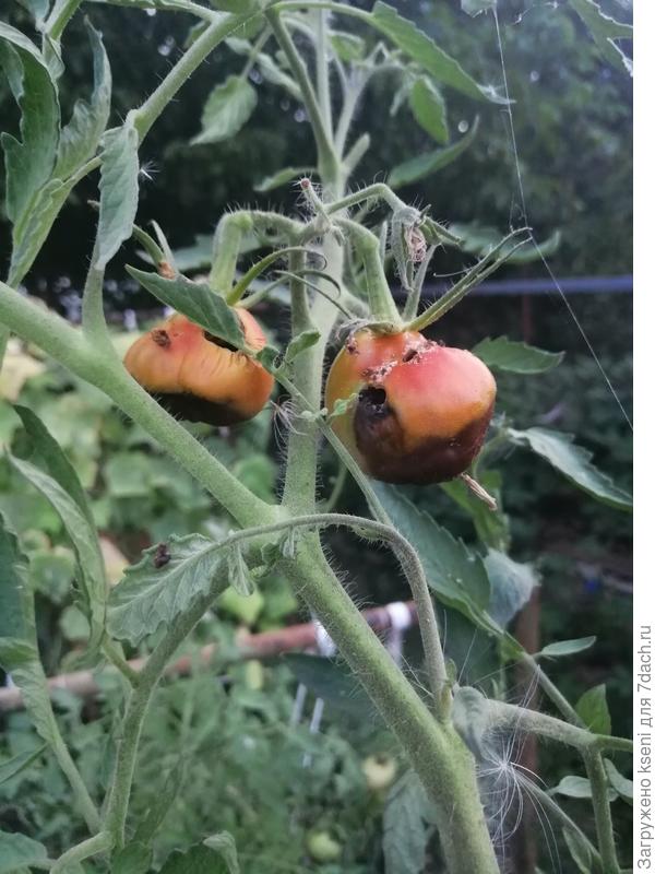 Поражение томата Де Барао Царский