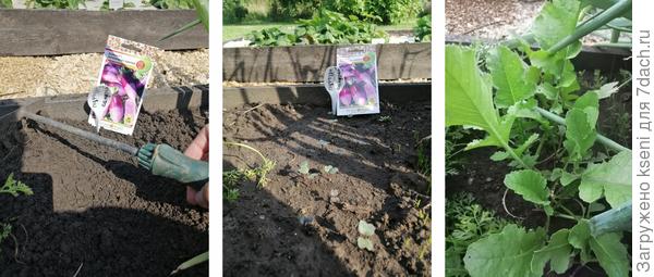 Дайкон "Пурпурный самурай"