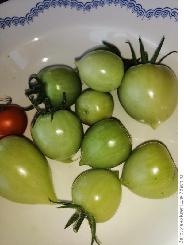 Последний урожай сезона 2021