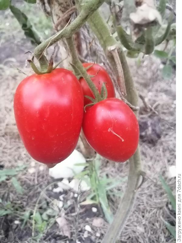 томат Де Барао царский