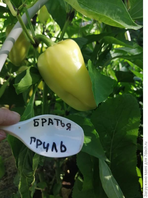 Самый ранний в этом году сорт Братья гриль