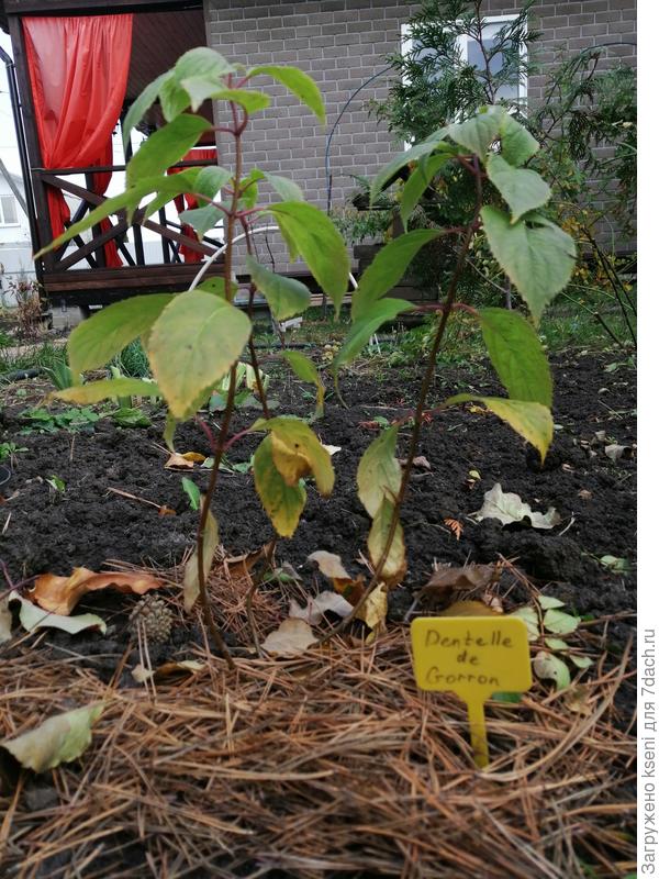 Метельчатая гортензия