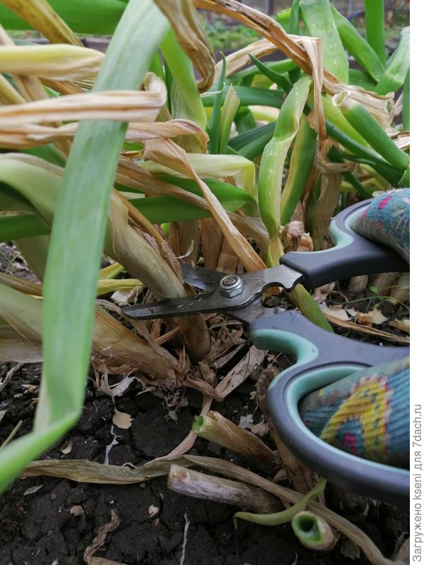 Обрезаем лук