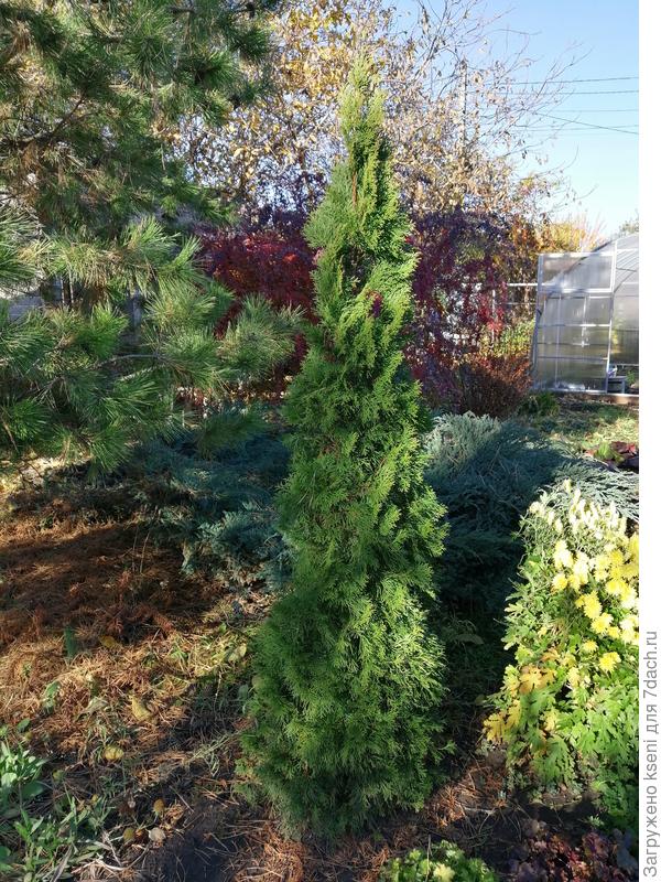 Еще одна моя красотка туя
