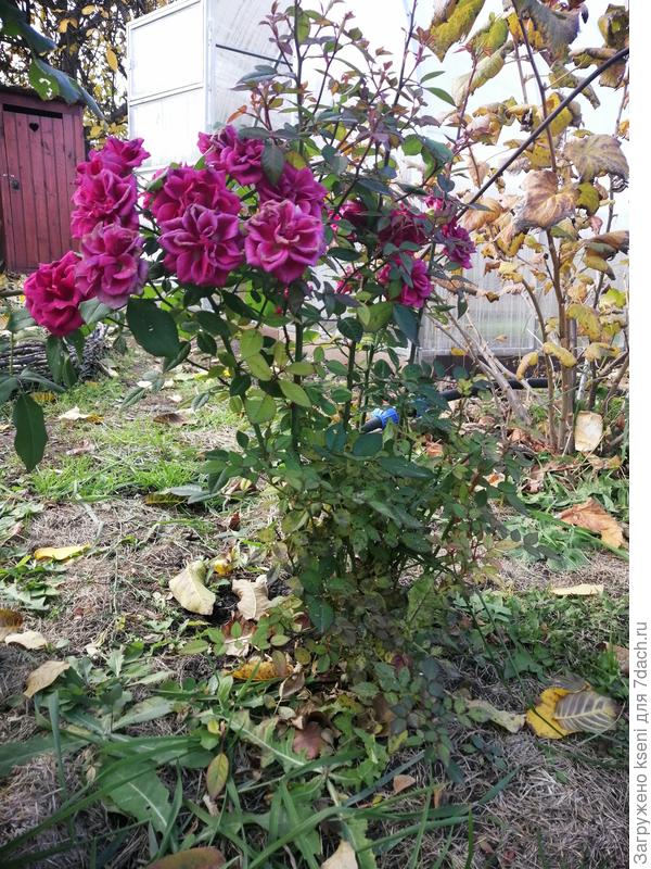 Обрезка малышки