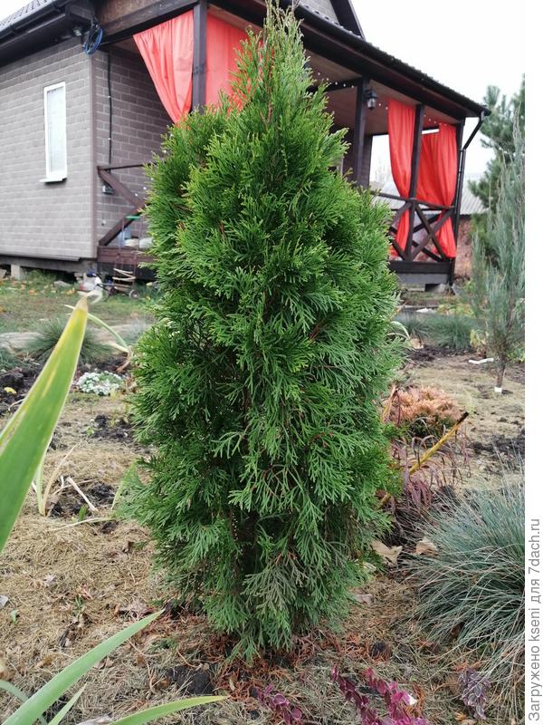 Туя Смарагд