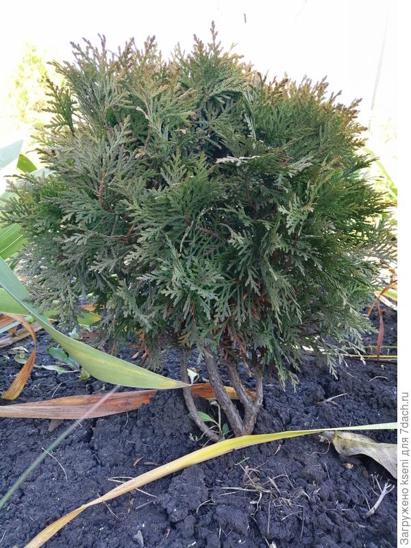 И много разных малышек