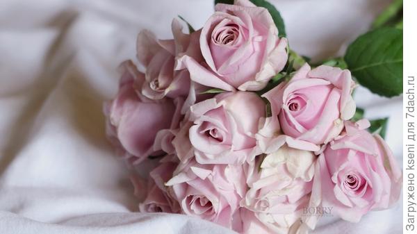 Прекрасные розы для вас в этот день!