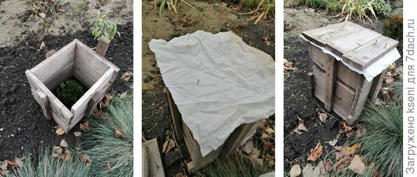 Укрытие самшита