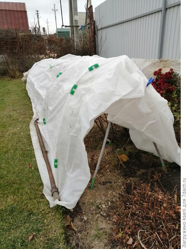 Укрытие роз лутрасилом