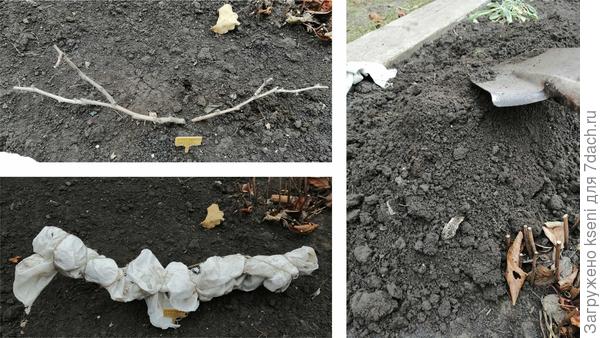 Первый способ укрытия, молодого винограда