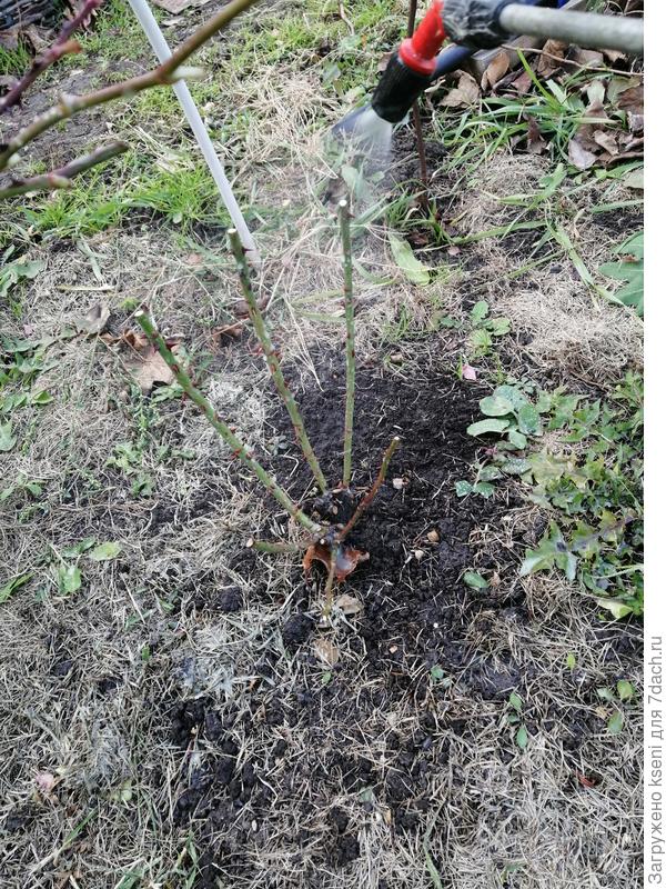 Обработка роз