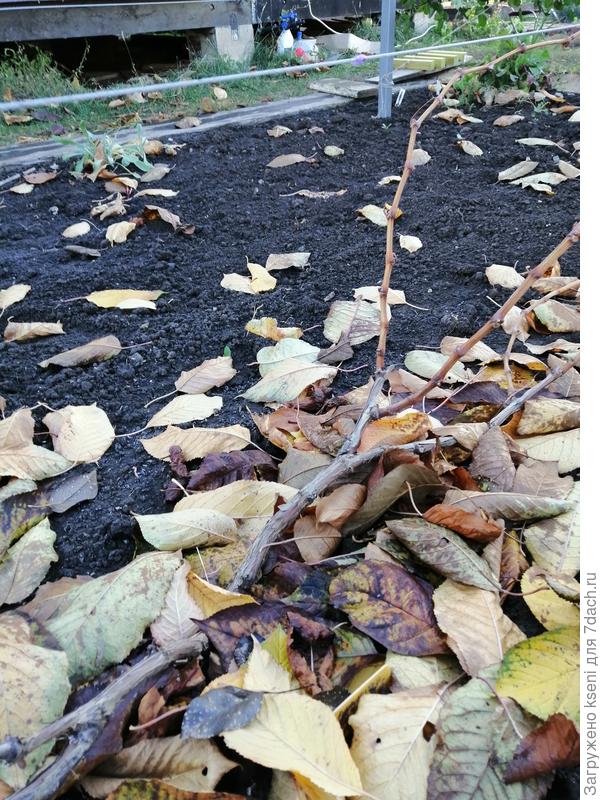 Готовим виноград к обрезке