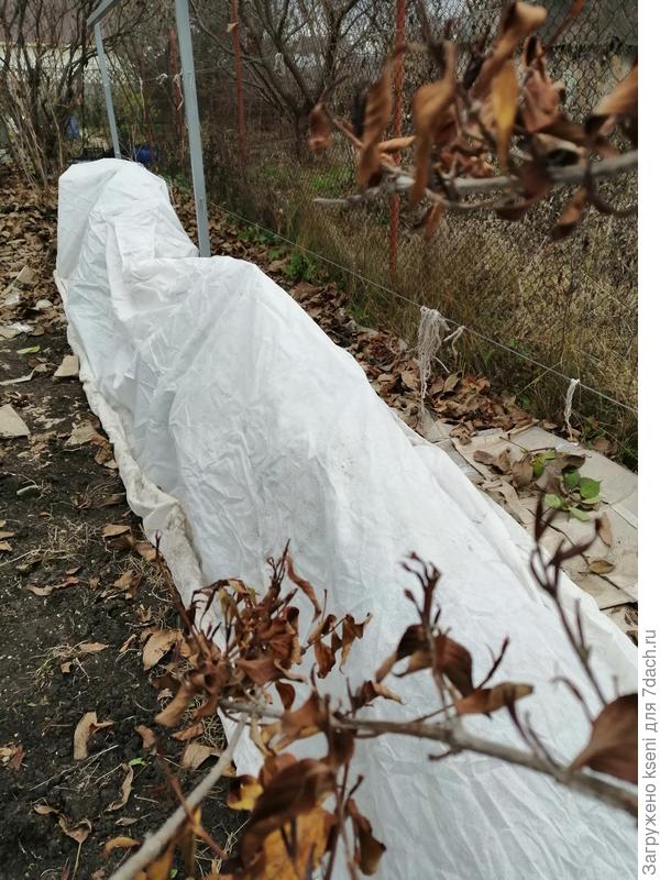 Зимовка ежевики