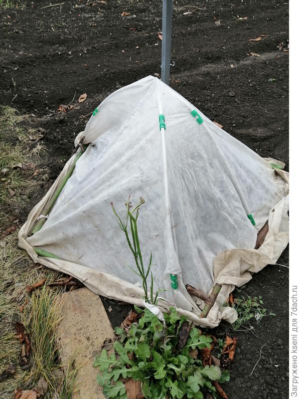 Зимние домики для роз