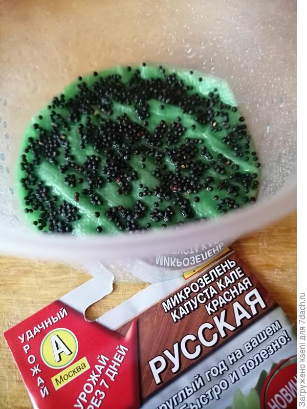 Микрозелень капусты кале посев