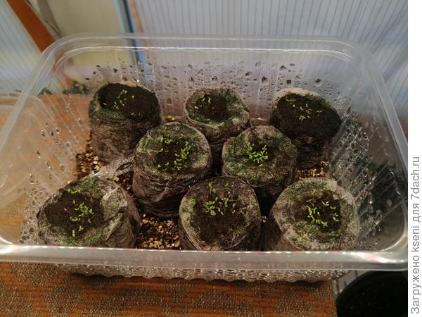 Всходы лобелии