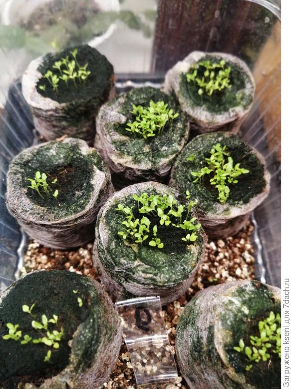 Всходы лобелии